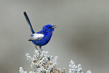 Image. White-winged Fairywren