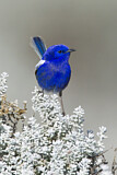 Image. White-winged Fairywren