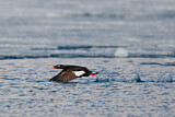 Image. White-winged Scoter