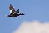 Image. White-winged Scoter