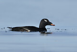 Image. White-winged Scoter