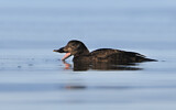 Image. White-winged Scoter