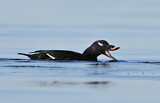 Image. White-winged Scoter