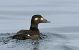 Image. White-winged Scoter