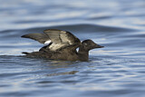 Image. White-winged Scoter