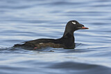 Image. White-winged Scoter