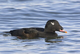 Image. White-winged Scoter