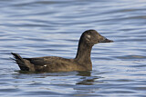 Image. White-winged Scoter