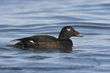 Image. White-winged Scoter