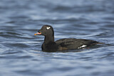 Image. White-winged Scoter