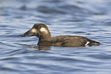 Image. White-winged Scoter
