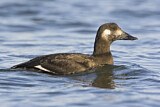 Image. White-winged Scoter