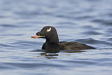 Image. White-winged Scoter