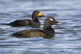 Image. White-winged Scoter