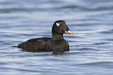 Image. White-winged Scoter