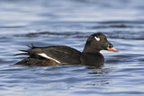 Image. White-winged Scoter