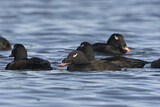 Image. White-winged Scoter