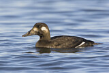 Image. White-winged Scoter