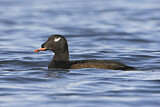 Image. White-winged Scoter