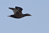 Image. White-winged Scoter