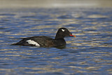 Image. White-winged Scoter