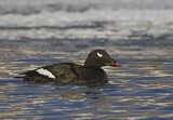 Image. White-winged Scoter