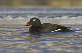 Image. White-winged Scoter
