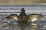 Image. White-winged Scoter