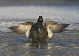 Image. White-winged Scoter