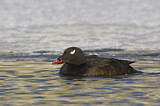 Image. White-winged Scoter
