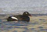 Image. White-winged Scoter