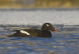 Image. White-winged Scoter