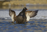 Image. White-winged Scoter