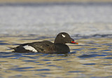 Image. White-winged Scoter