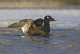 Image. White-winged Scoter