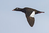 Image. White-winged Scoter