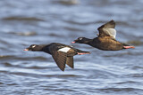Image. White-winged Scoter