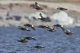 Image. White-winged Scoter