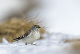 Image. White-winged Snowfinch