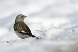Image. White-winged Snowfinch
