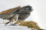 Image. White-winged Snowfinch
