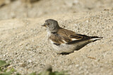 Image. White-winged Snowfinch