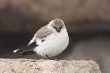 Image. White-winged Snowfinch
