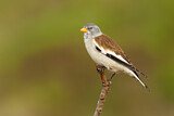 Image. White-winged Snowfinch