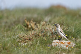 Image. White-winged Snowfinch