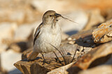 Image. White-winged Snowfinch