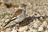 Image. White-winged Snowfinch