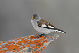 Image. White-winged Snowfinch