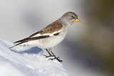 Image. White-winged Snowfinch