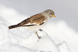 Image. White-winged Snowfinch